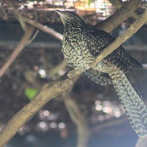 female Asian koel (Eudynamys scolopacea)