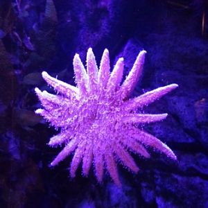 Sea Star with 20 Arms