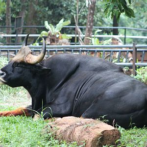 bull gaur (Bos gaurus)
