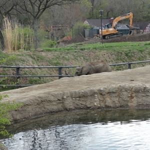 Construction of the Cheetah Exhibit From the Elephant Exhibit