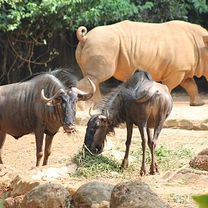 white rhino and blue wildebeest