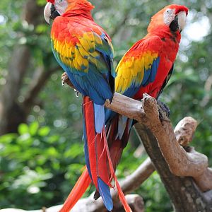 scarlet macaws (Ara macao)