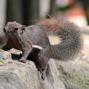 plantain squirrel (Callosciurus notatus)