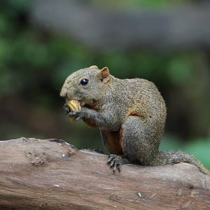 Squirrrel ID Please