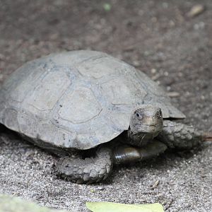 Tortoise ID Please