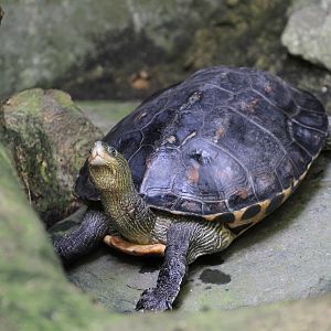 Tortoise ID 2 Please