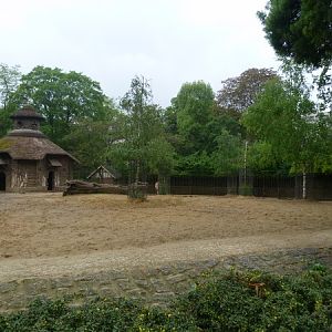 Przewalski's wild horse paddock
