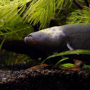 Banded knifefish