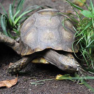 Tortoise ID 3 Please