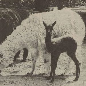 Alpaca with young