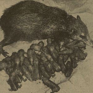 Tenrec with 31 babies !