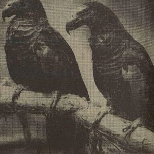 Breeding pair of Pesquet's parrots