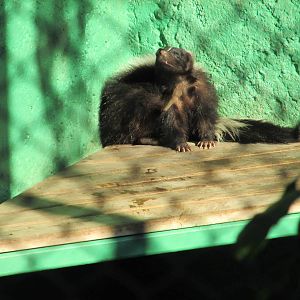 striped skunk zoologico los coyotes