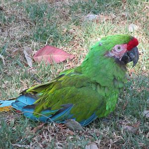 military macaw zoologico los coyotes
