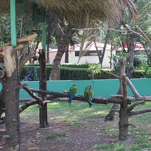 macaw exhibit zoologico los coyotes