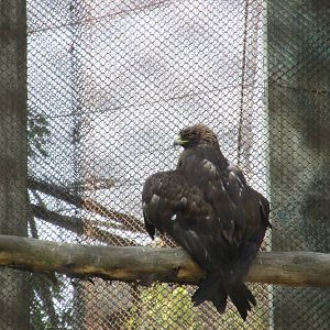 golden eagle zoologico los coyotes