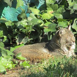 bobcat zoologico los coyotes