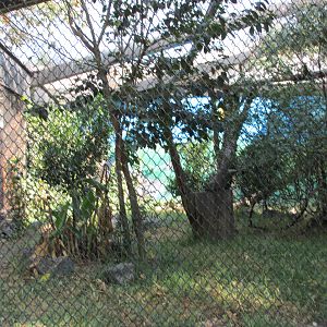 bobcat exhibit zoologico los coyotes