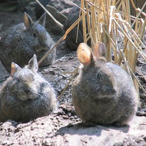 teporingo trio  3 volcano rabbits zoologico los coyotes