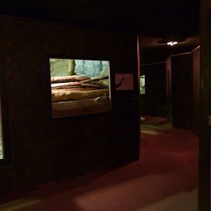 Reptile house interior