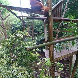 Red panda enclosure