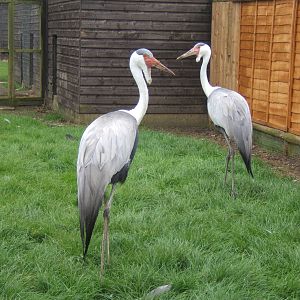 Wattled Cranes