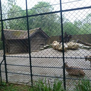 West-Caucasian tur enclosure