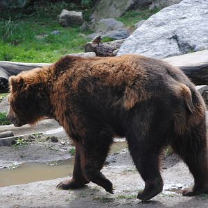 Brown Bear