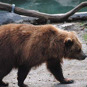 Grizzly Bear