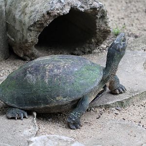 Turtle / Terrapin ID Please