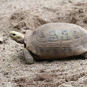 Turtle / Terrapin ID 2 Please