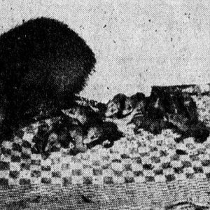 Tenrec with 19 young