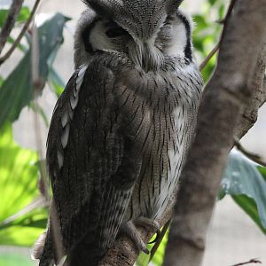 White-faced scops owl