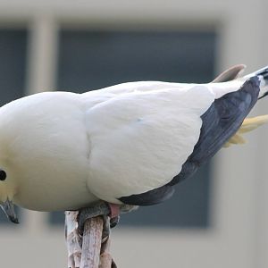 Pied imperial pigeon calling