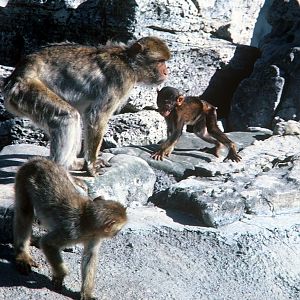 Barbary Macaque