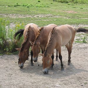 Przewalski's Horse