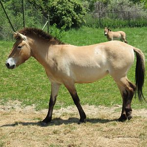 Przewalski's Horse