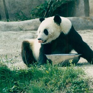 Giant Panda '85