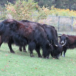 Domestic Yak