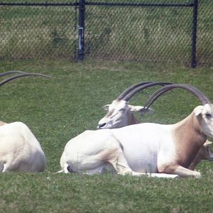 Scimitar-horned Oryx