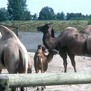 Bactrian Camel