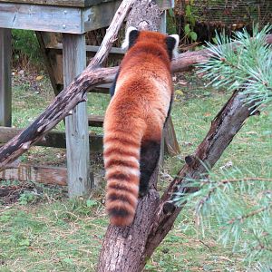 Red Panda