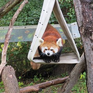 Red Panda