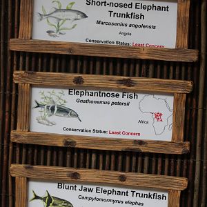 Current species in Secret World of the Okapi fish tank