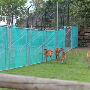 Sitatunga with temporary fence