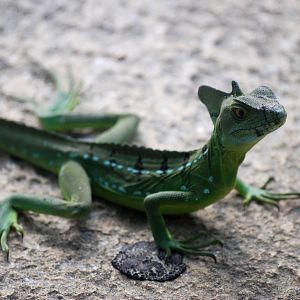 Emerald Basilisk in Tortuguero, 13/04/14