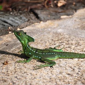 Emerald Basilisk in Tortuguero, 13/04/14