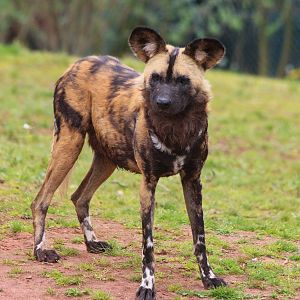 Painted Dog