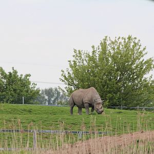 Black Rhino, Sammy in the distance