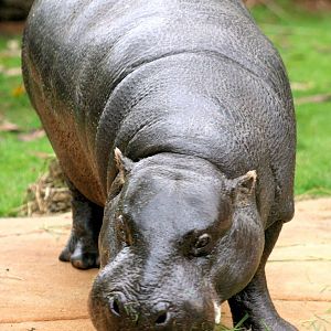 'Nicky' female pygmy hippo; London Zoo; 2nd May 2014